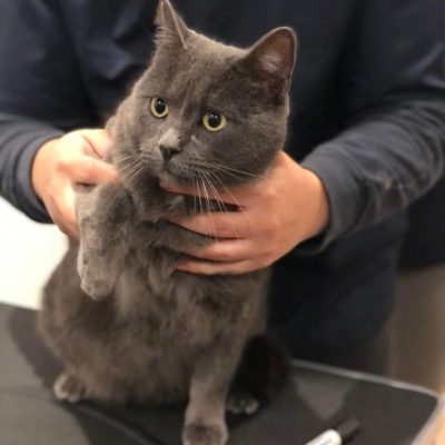 Chat